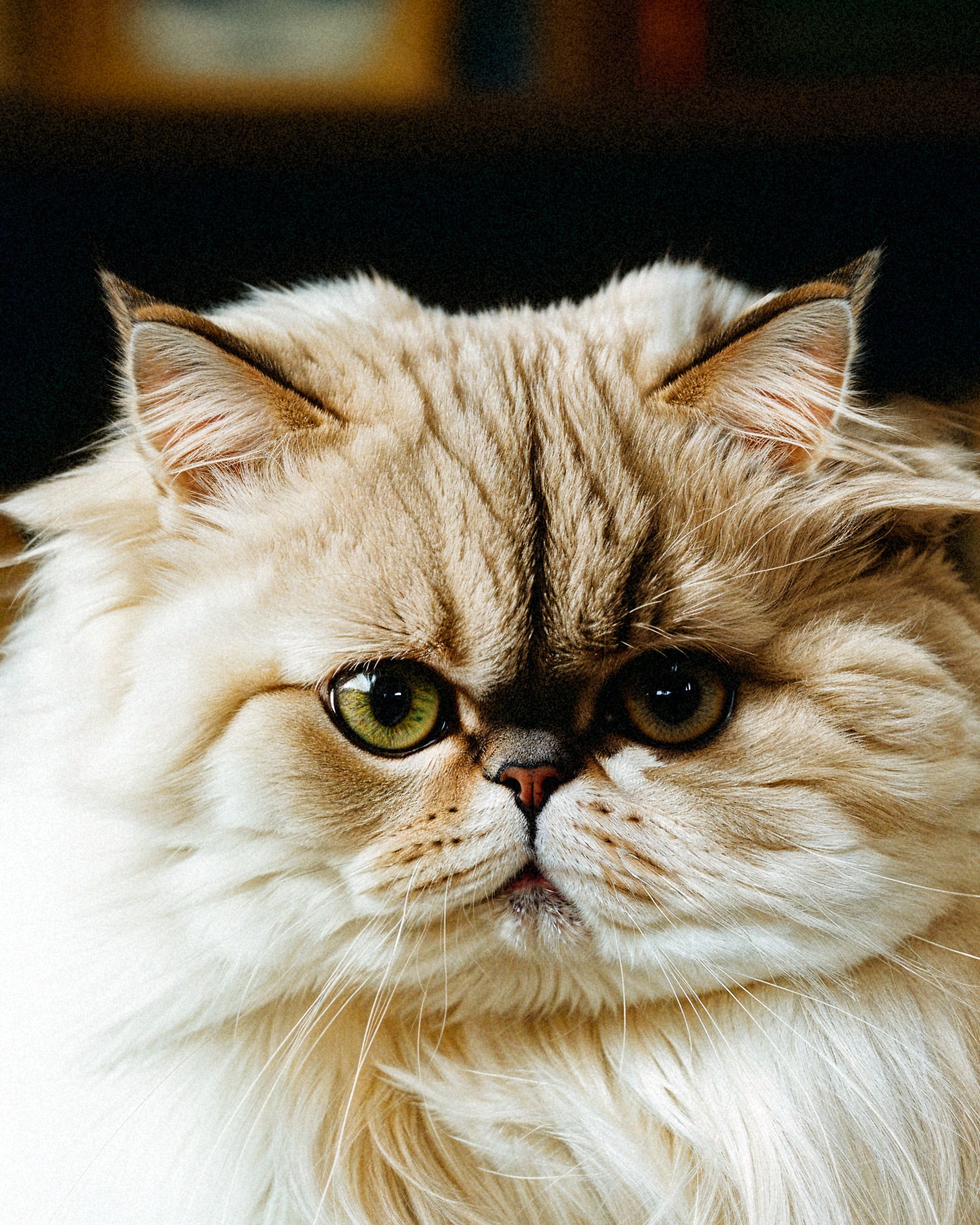 A Persian Cat - Poster