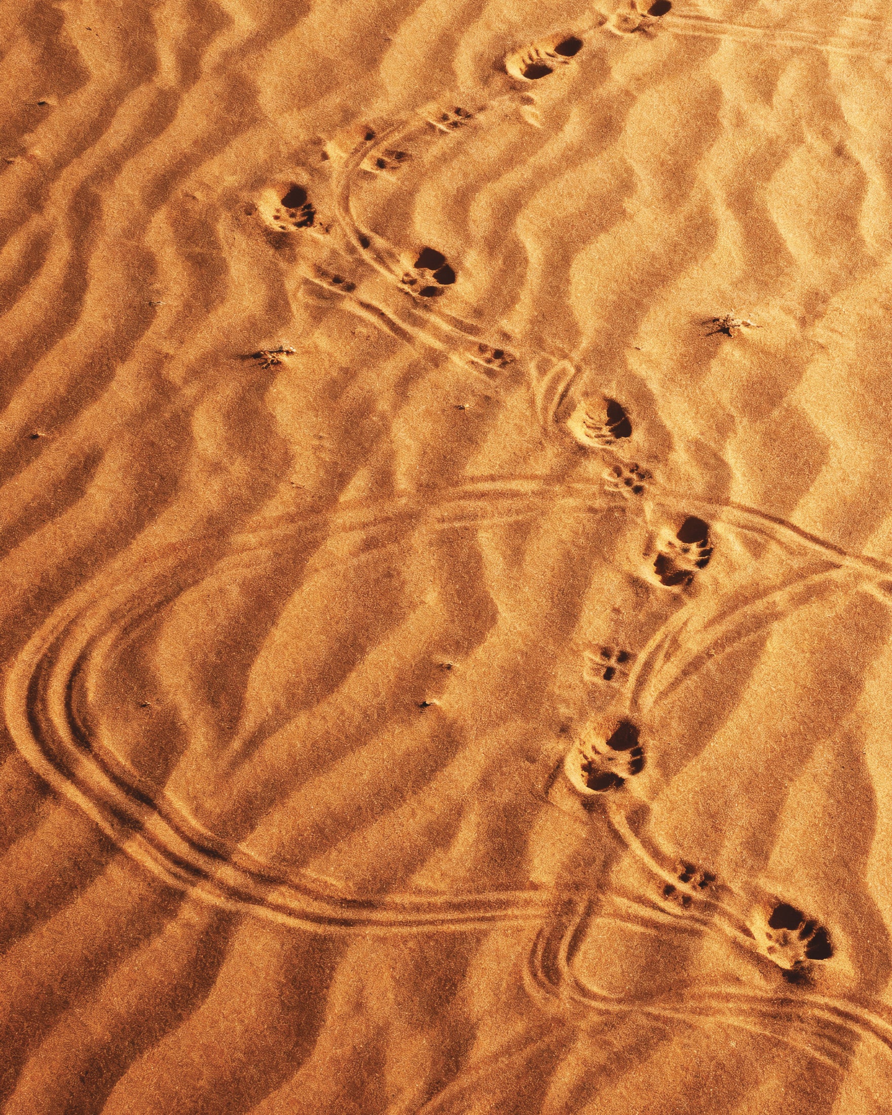 Dune Sandwalk, aavikon askeleet juliste