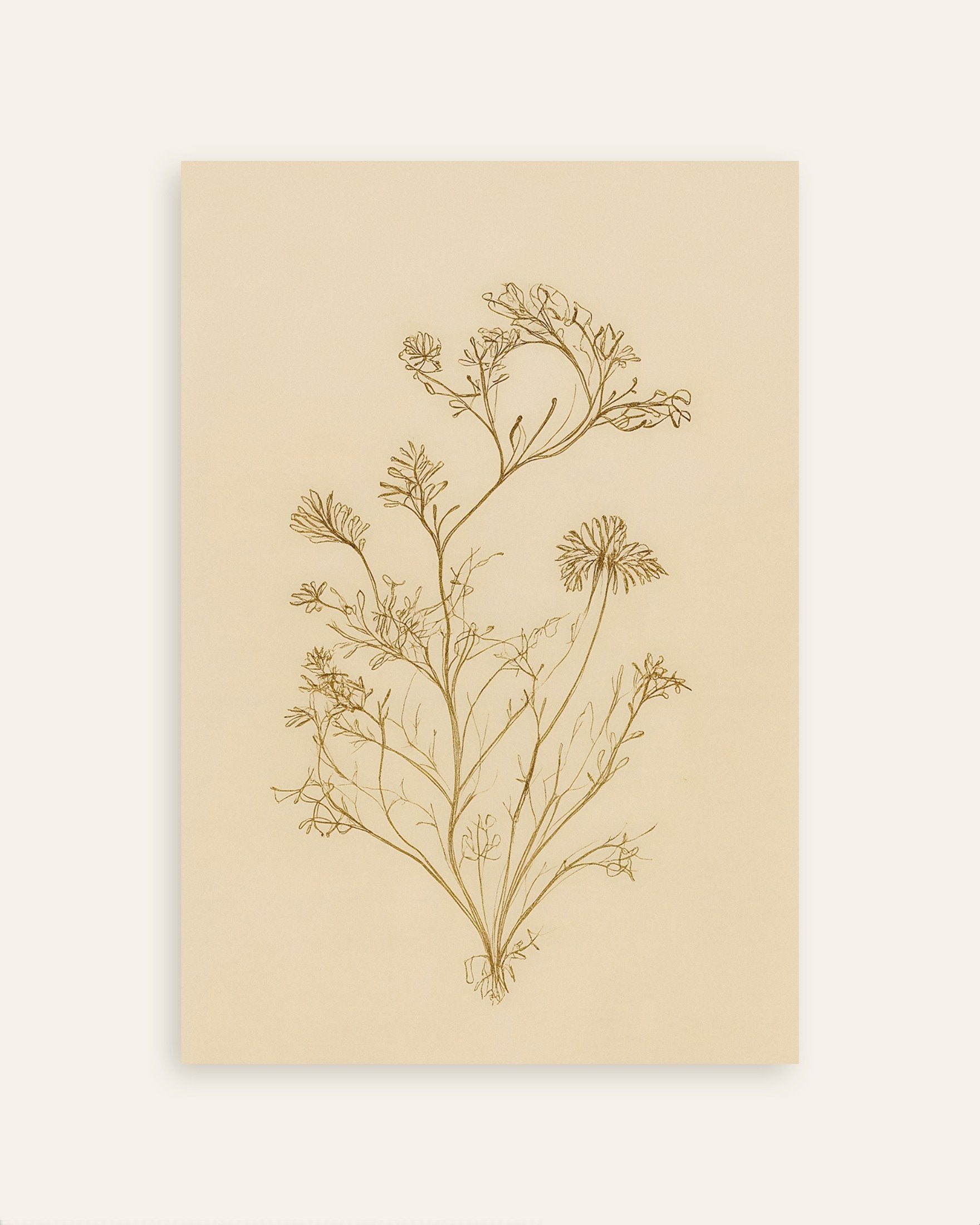 Poster of Dried Umbellifer Poster – Autumn Botanical Sketch, thumbnail
